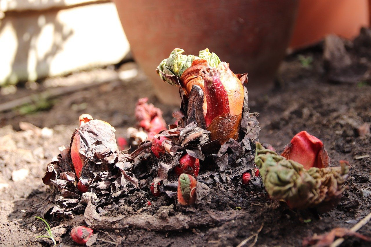Freshly sprouted rhubarb seeds