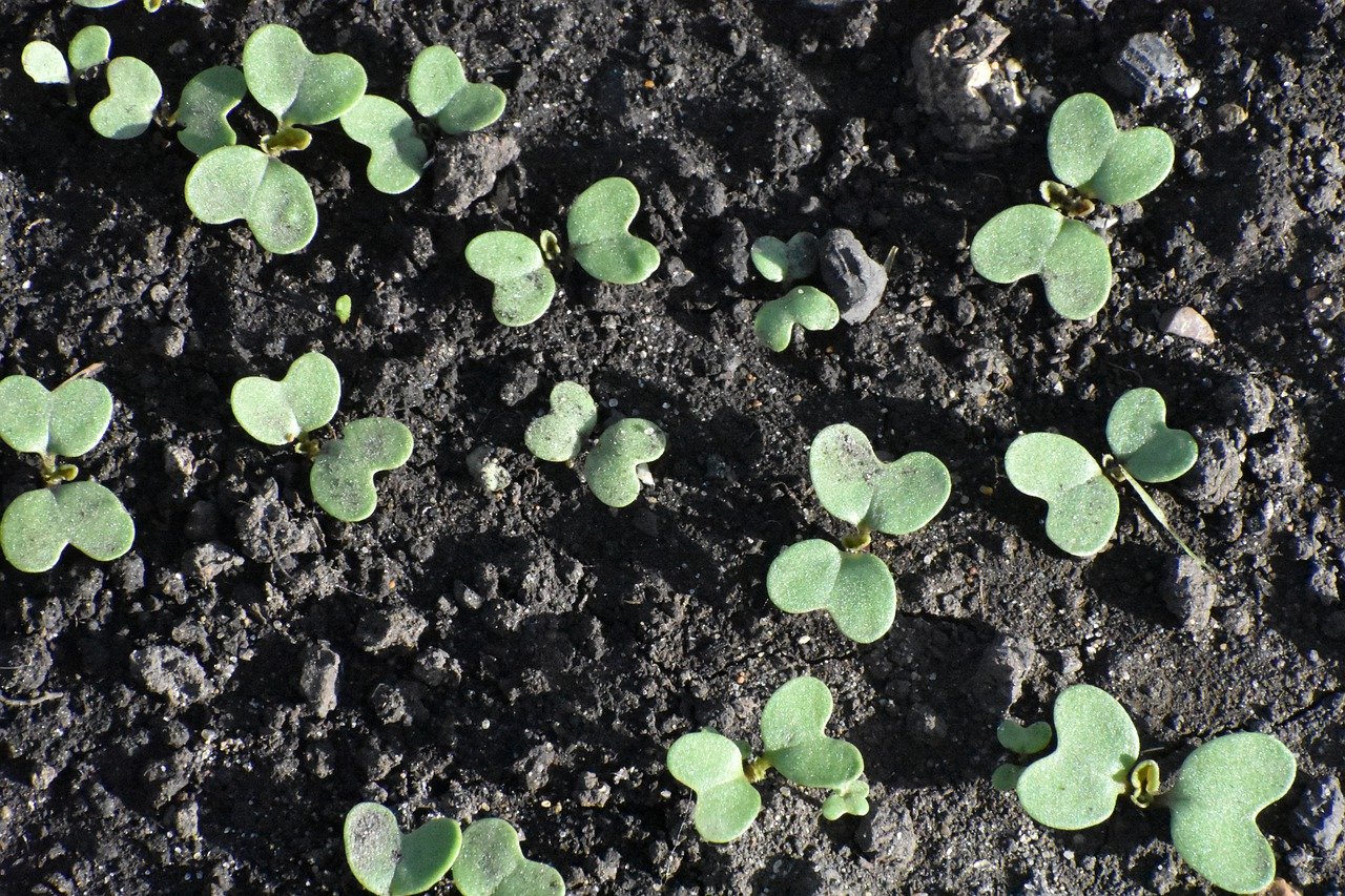 Water seedlings generously 
