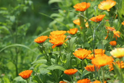 Sowing marigolds: outdoors and on the balcony