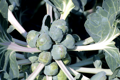 Planting Brussels sprouts: cultivation, sowing & harvesting