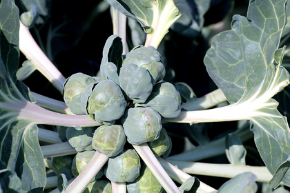 Rosenkohl pflanzen: Anbau, Aussaat & Ernte