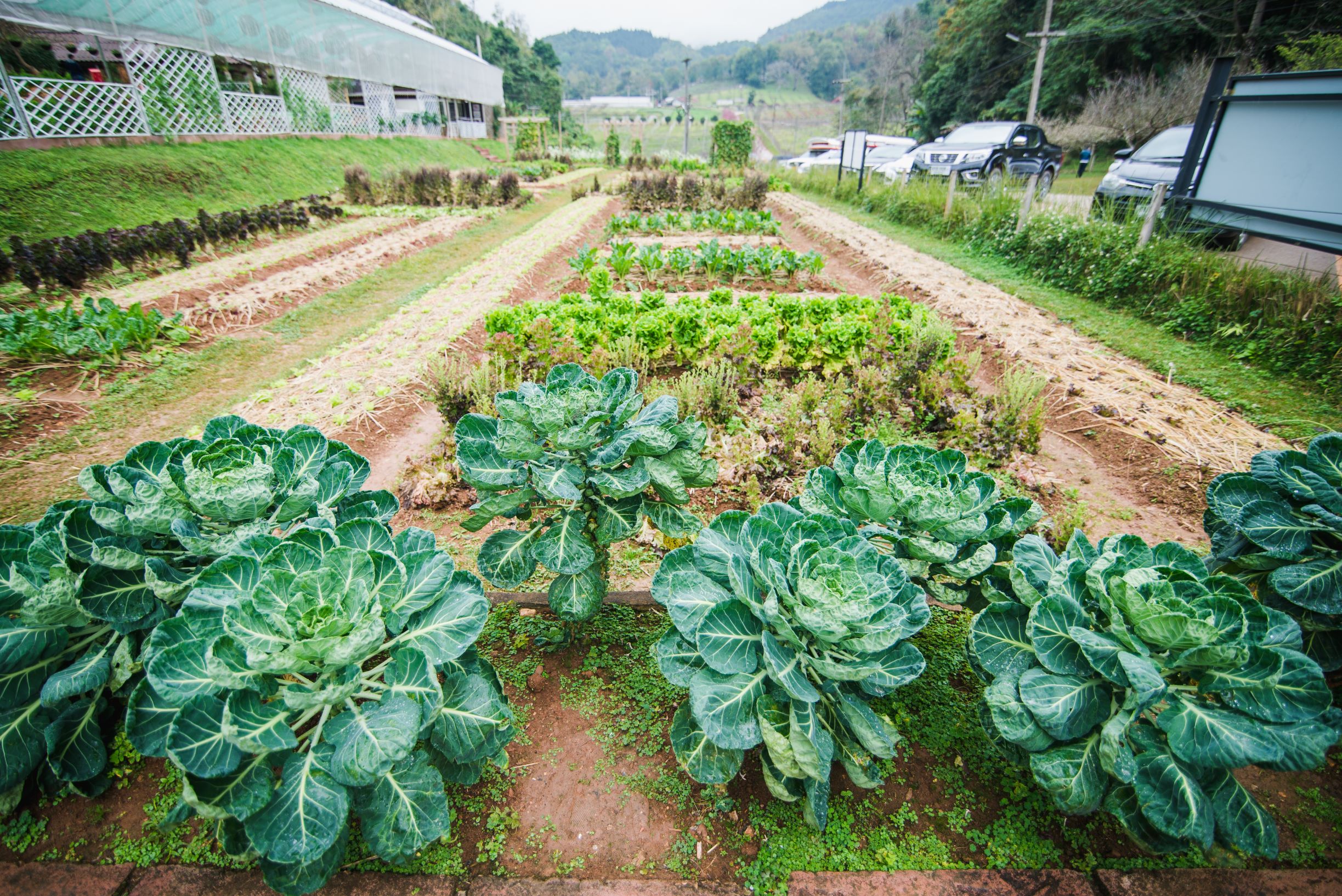 Brussels sprouts in a mixed crop