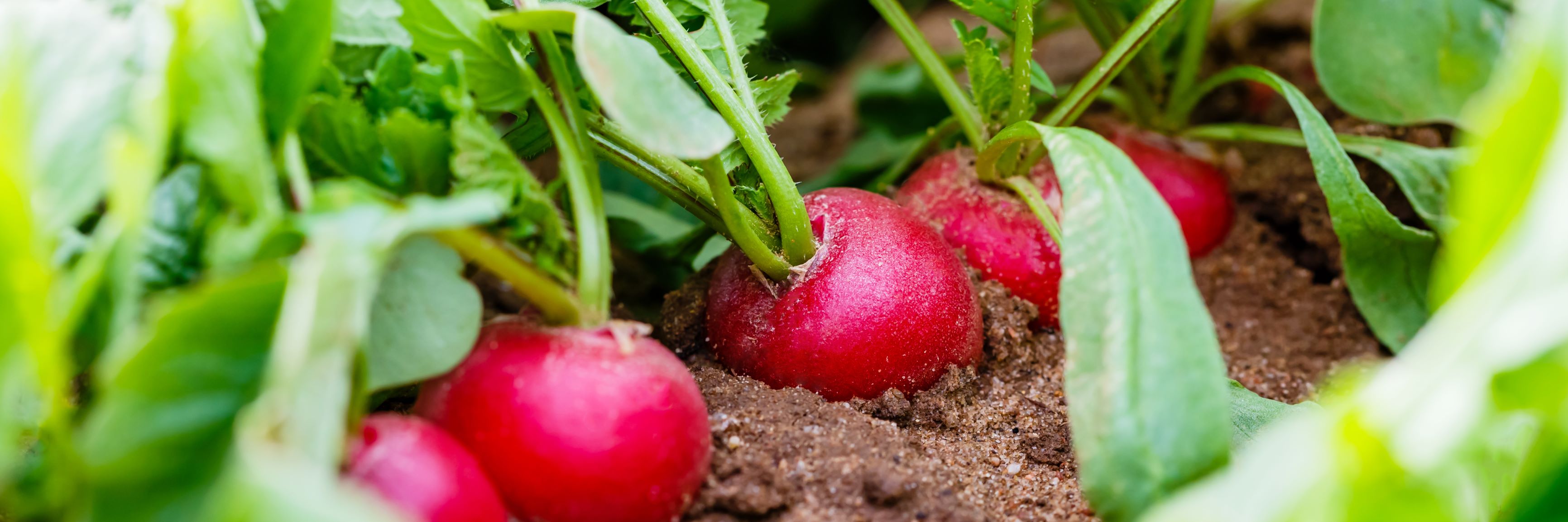 Radishes in the vegetable patch