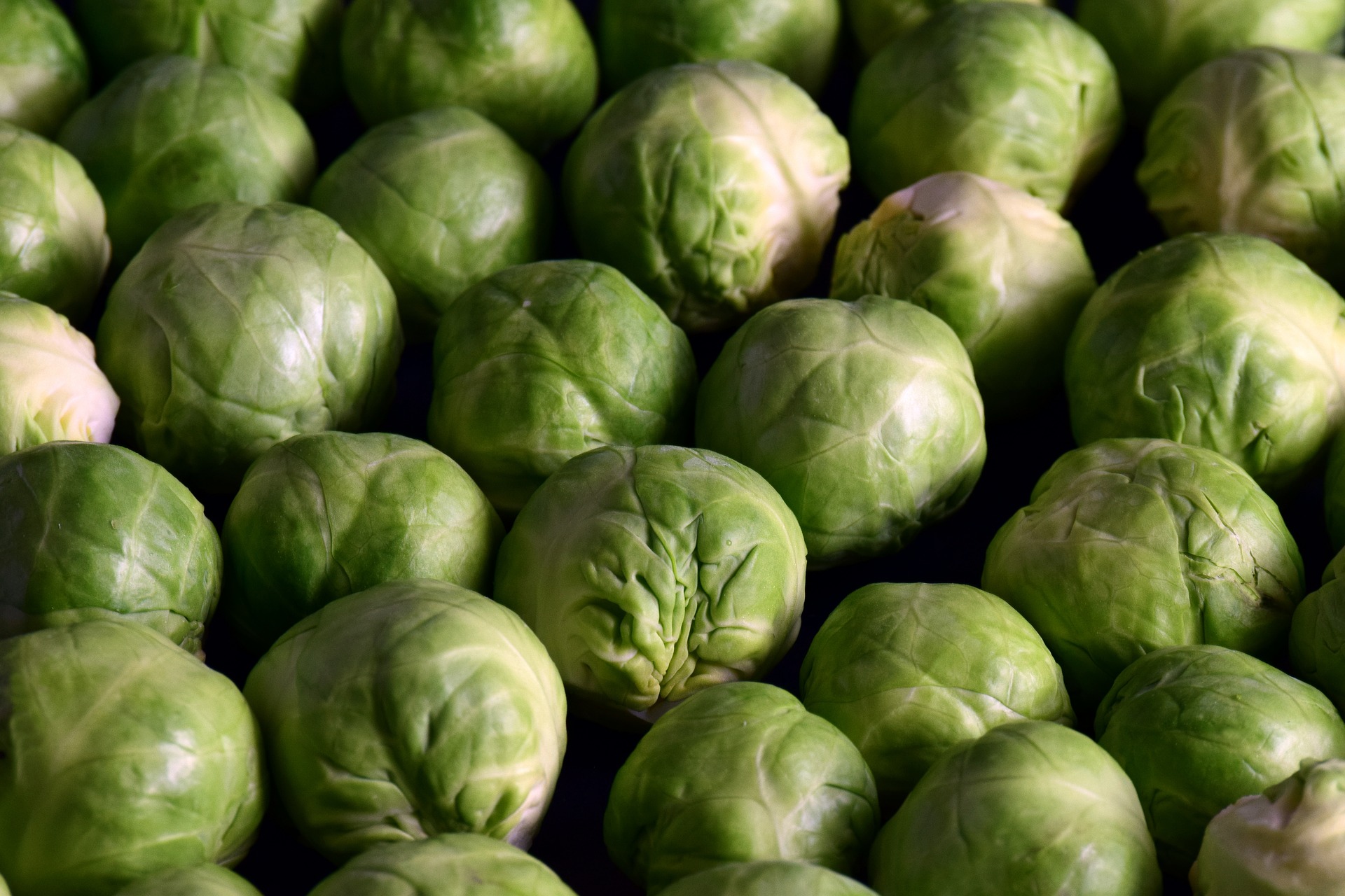 Brussels sprouts freshly harvested