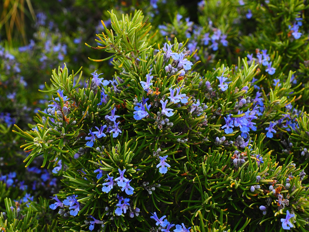 Rosemary with purple flowers