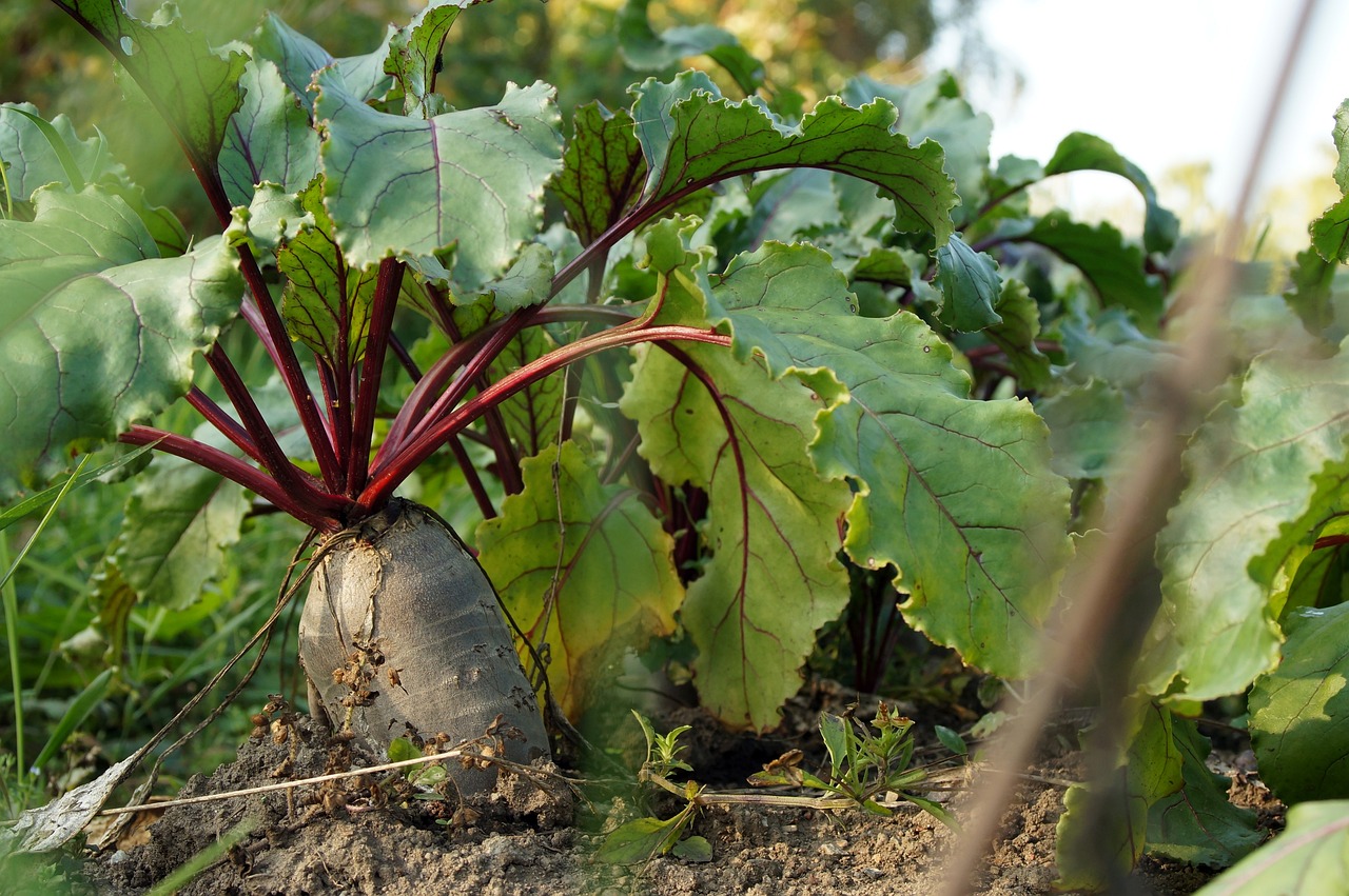 Beetroot plant with large tuber