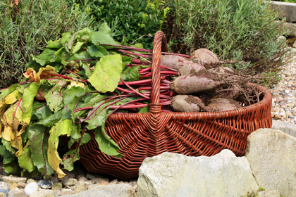 Harvesting, storing & preserving beetroot