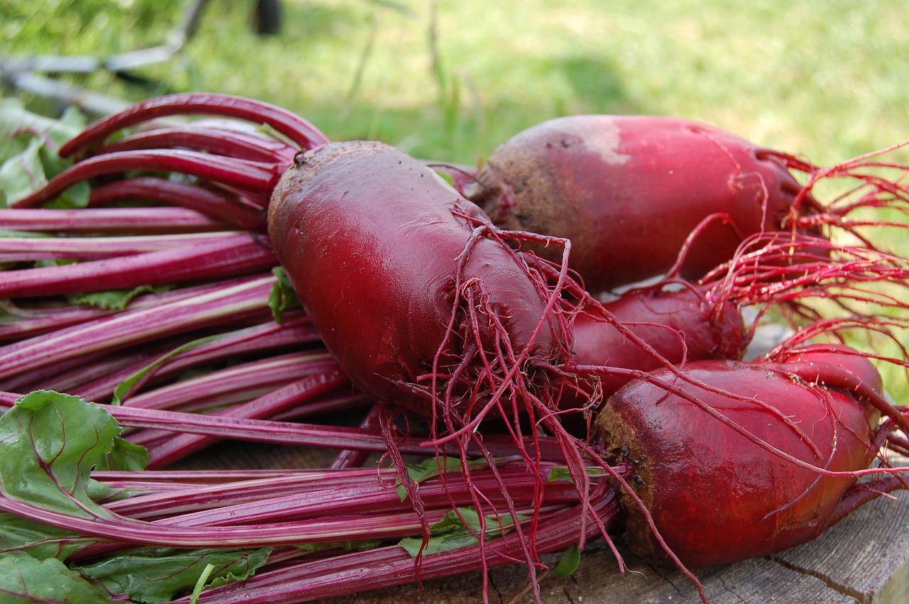 Harvested beetroot