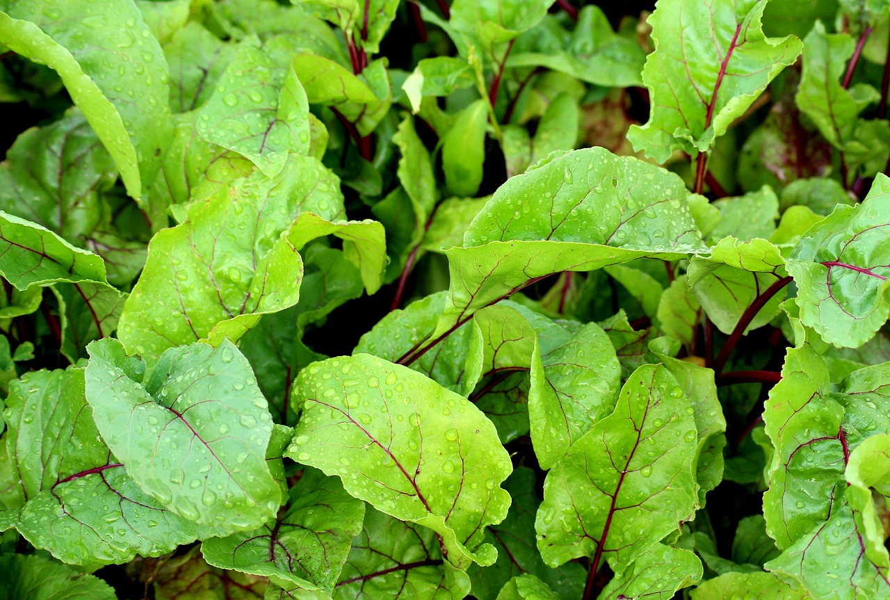 Young beetroot leaves