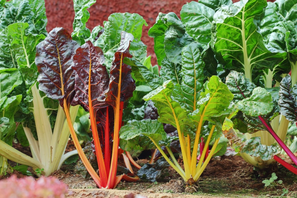 Swiss chard growing in a patch