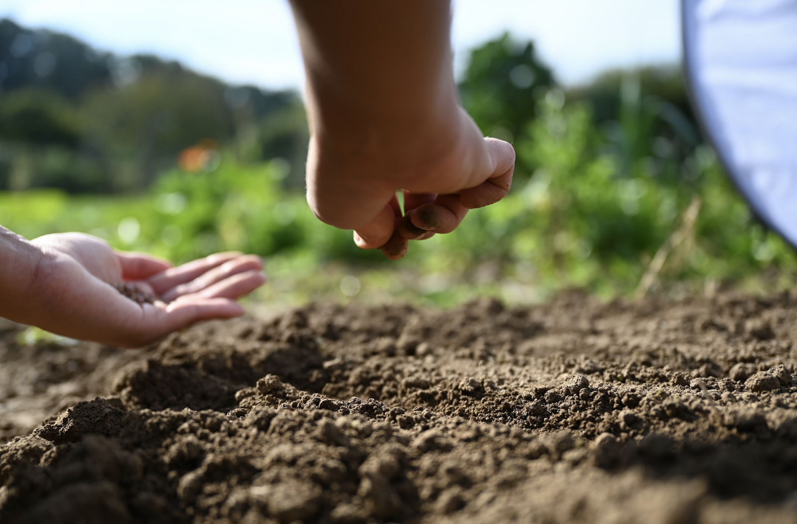 Sowing beetroot