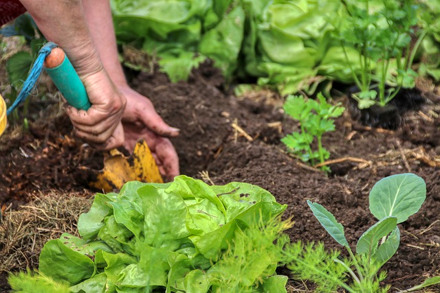 Planting young plants in the bed