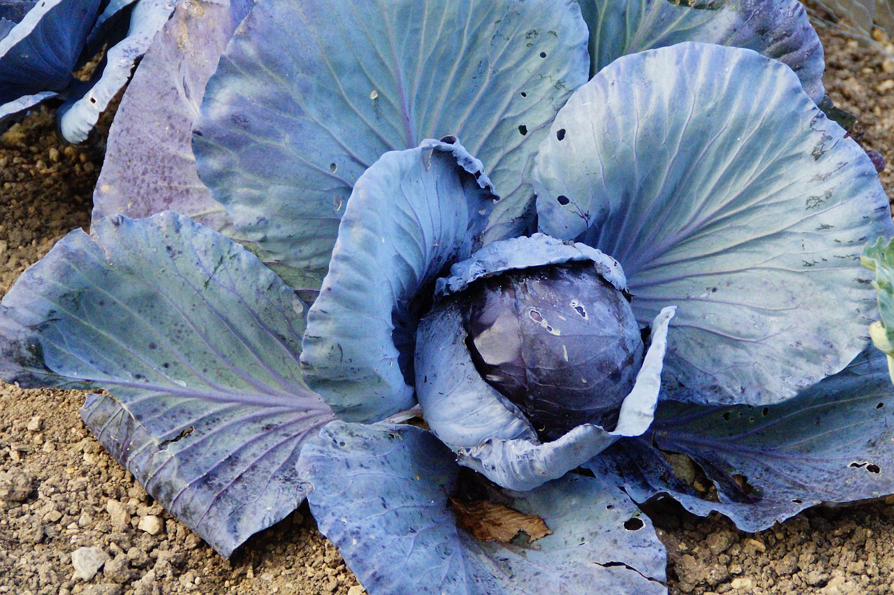 Red cabbage plant in the bed 