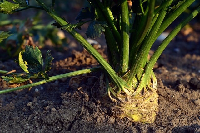 Celery as a good neighbor for red cabbage