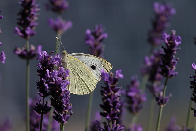 Cabbage white butterfly 