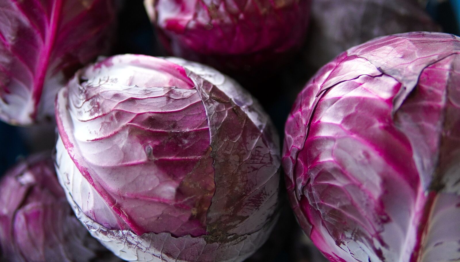 Freshly harvested red cabbage