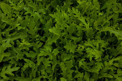 Growing & Harvesting Rocket: Good & Bad Companion Plants