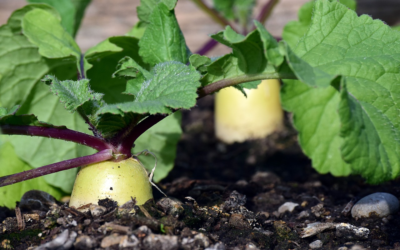 Radish as a bad neighbor for rocket