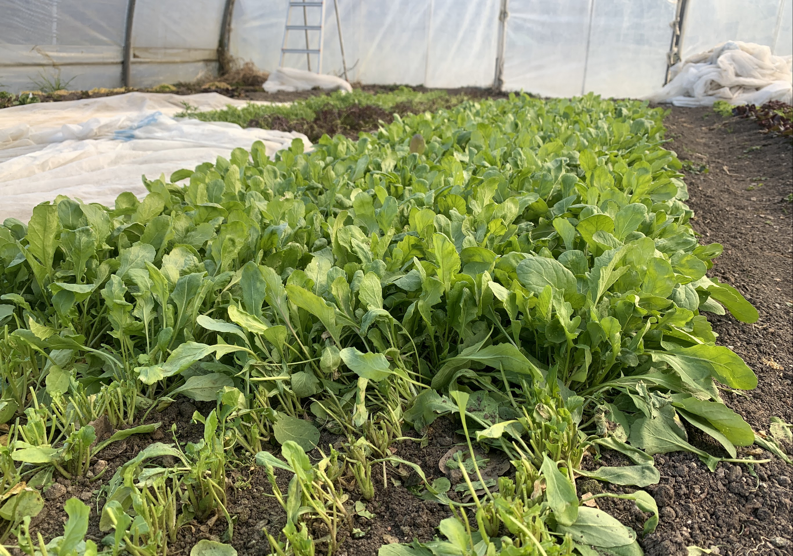 Rocket as a cut salad