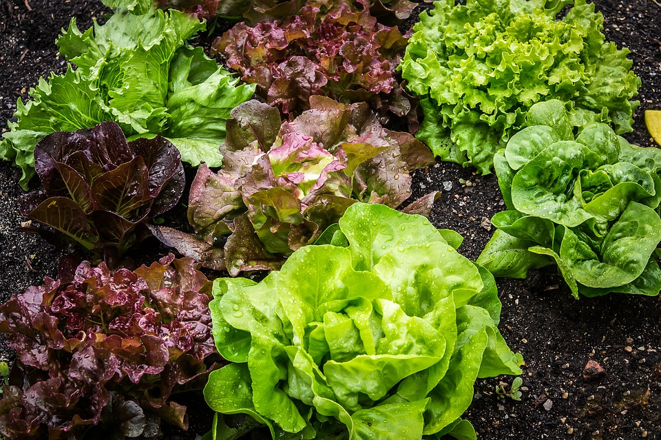 Salat anbauen: Pflege und Ernte