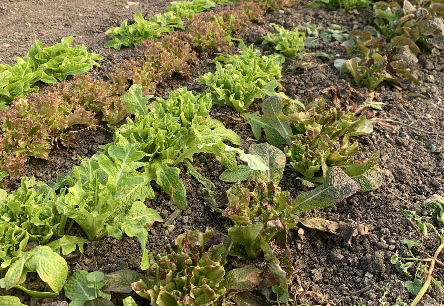 Harvesting lettuce
