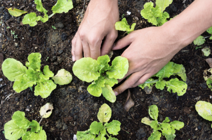 Planting, sowing & propagating lettuce