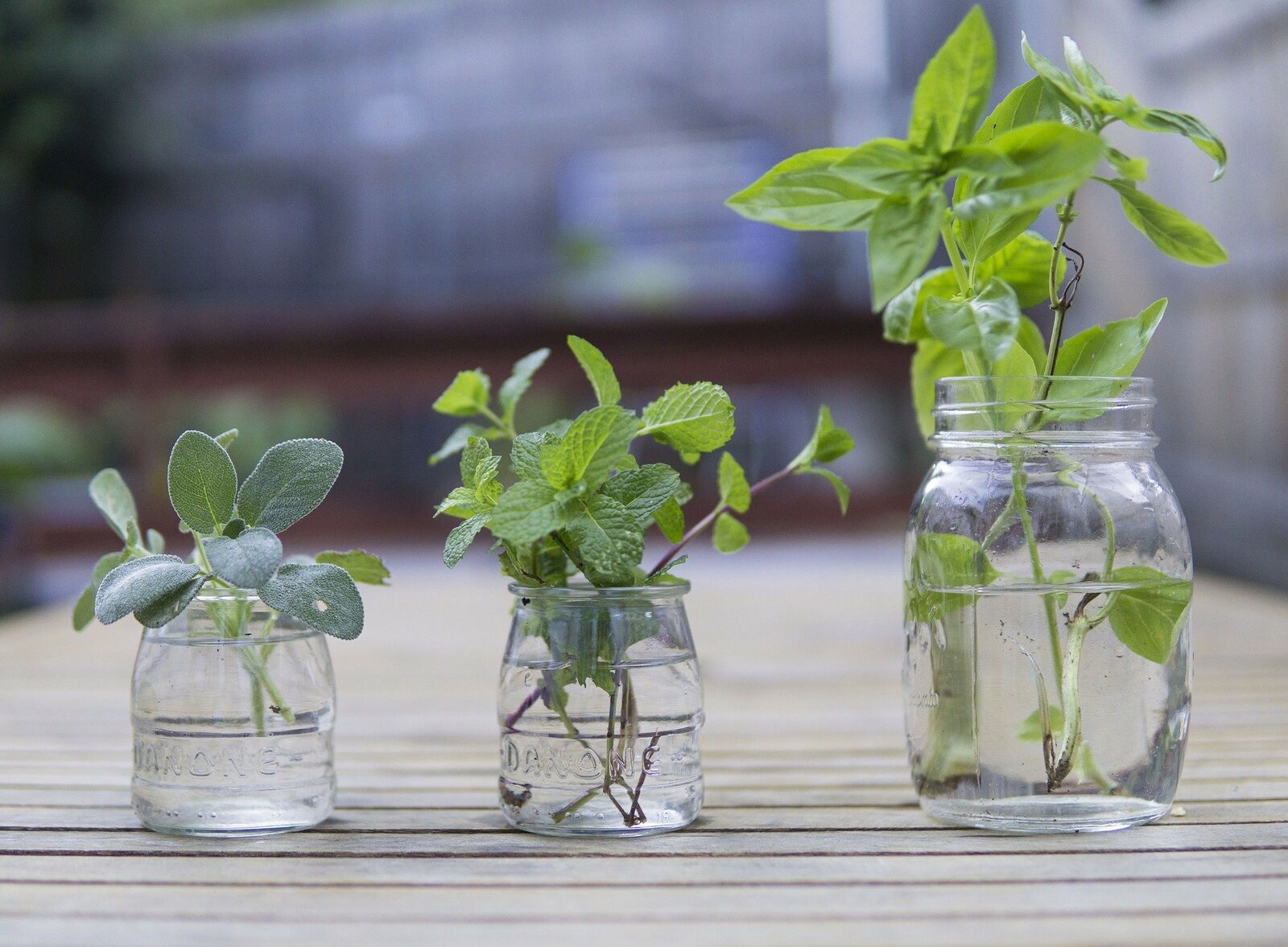 Sage cuttings