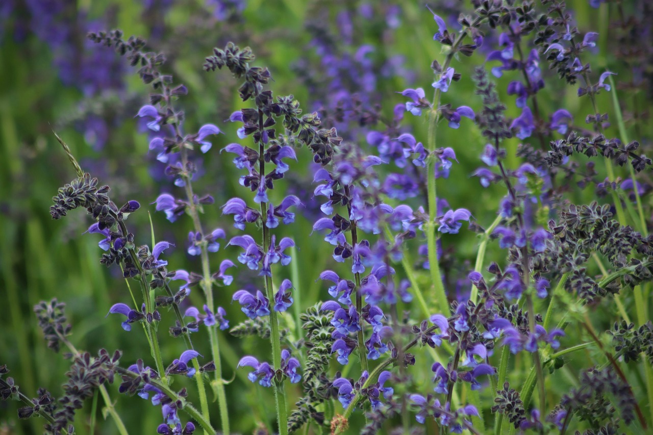 Flowering meadow sage