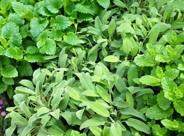 Planting sage: cutting, propagating & overwintering