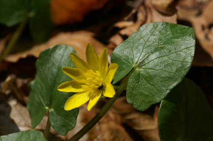 Identifying, Collecting and Using Lesser Celandine