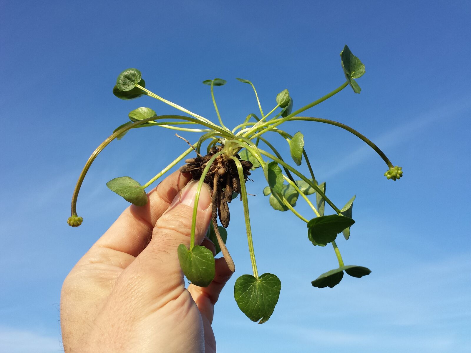 Lesser celandine leaves