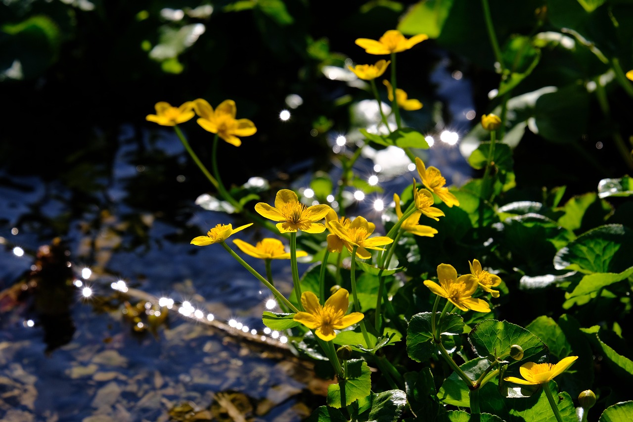 Marsh marigold