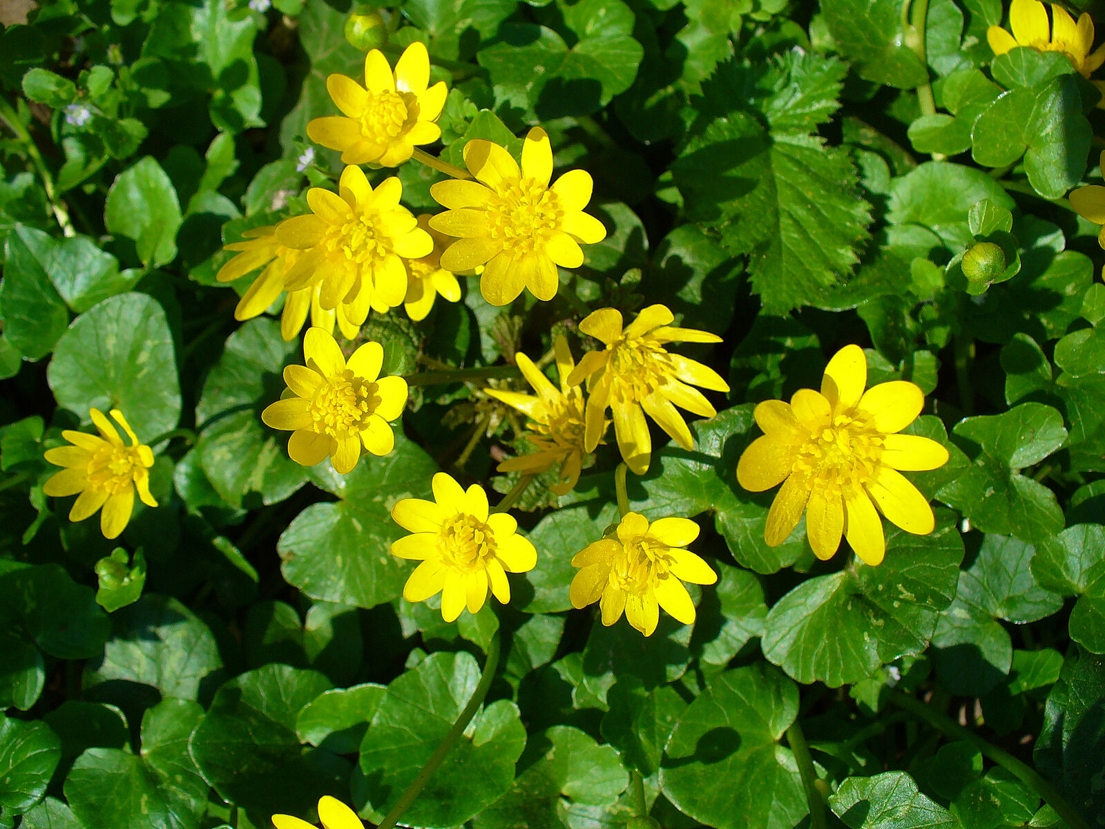 Flowering lesser celandine