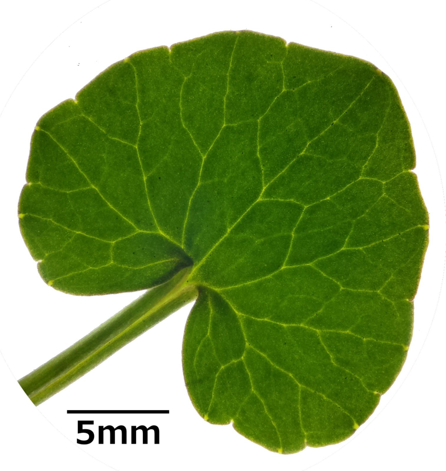 Blatt Scharbockskraut