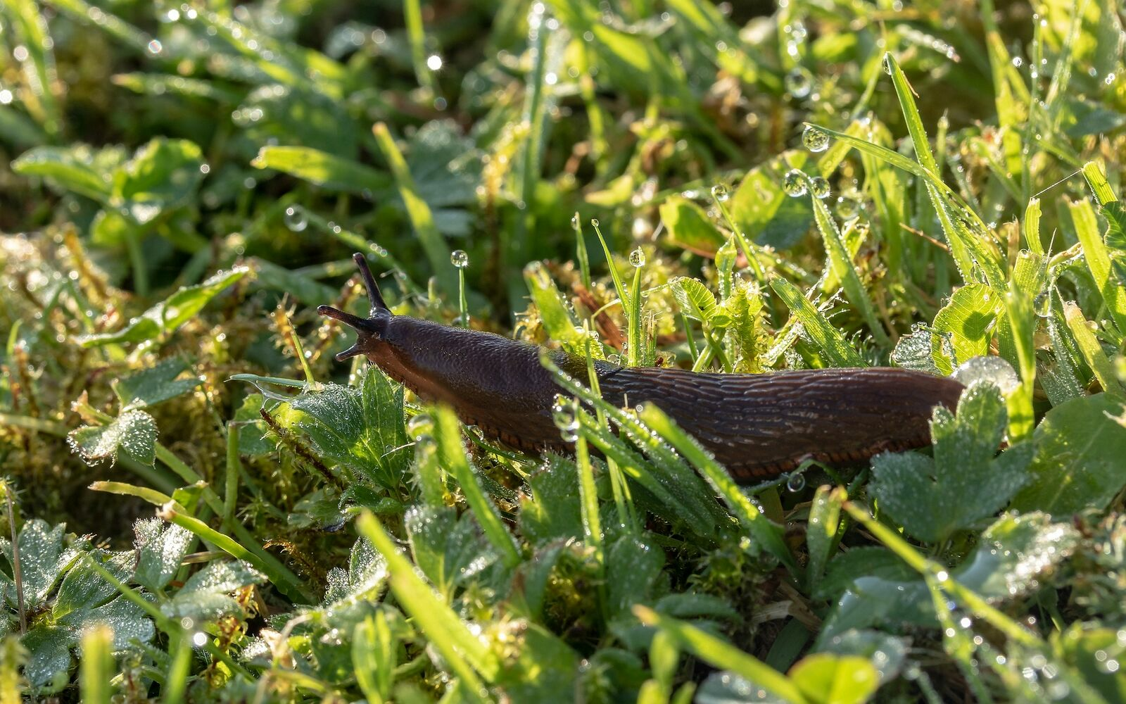 Garden snails: How to get rid of them