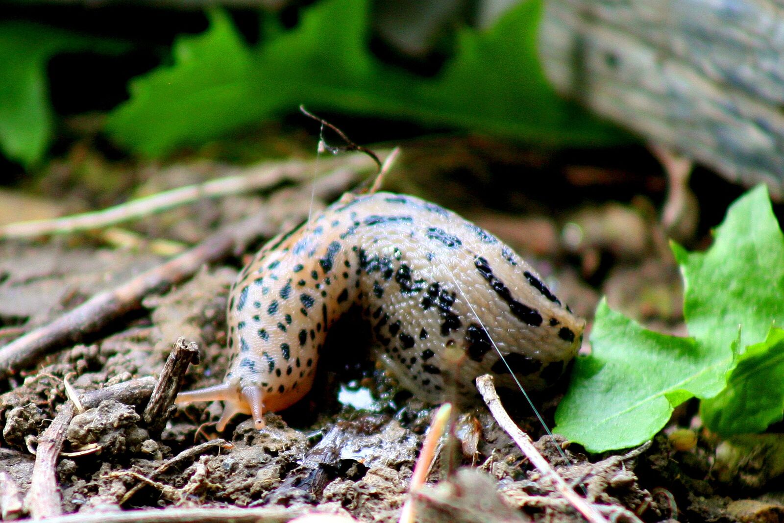 Tiger snail, a beneficial snail insect