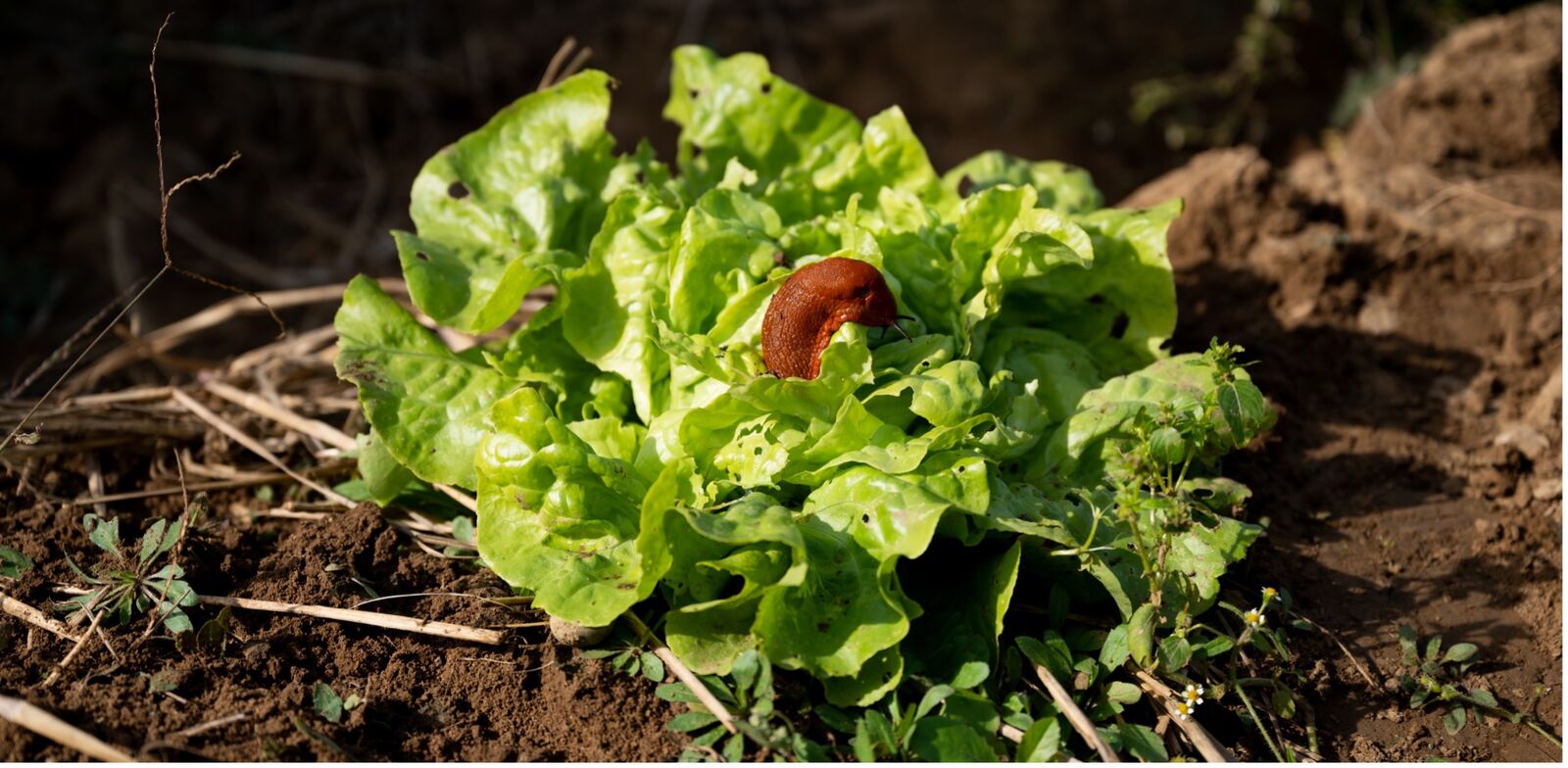 Protect lettuce from snails