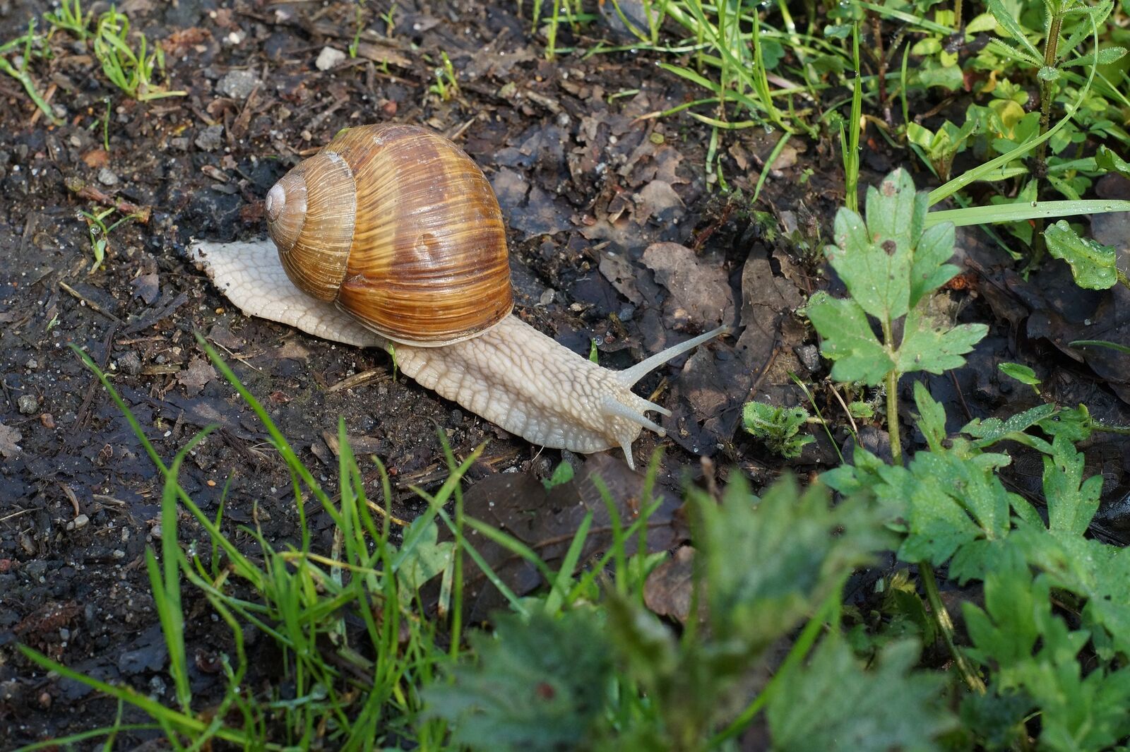 Snail species as beneficial insects in the garden