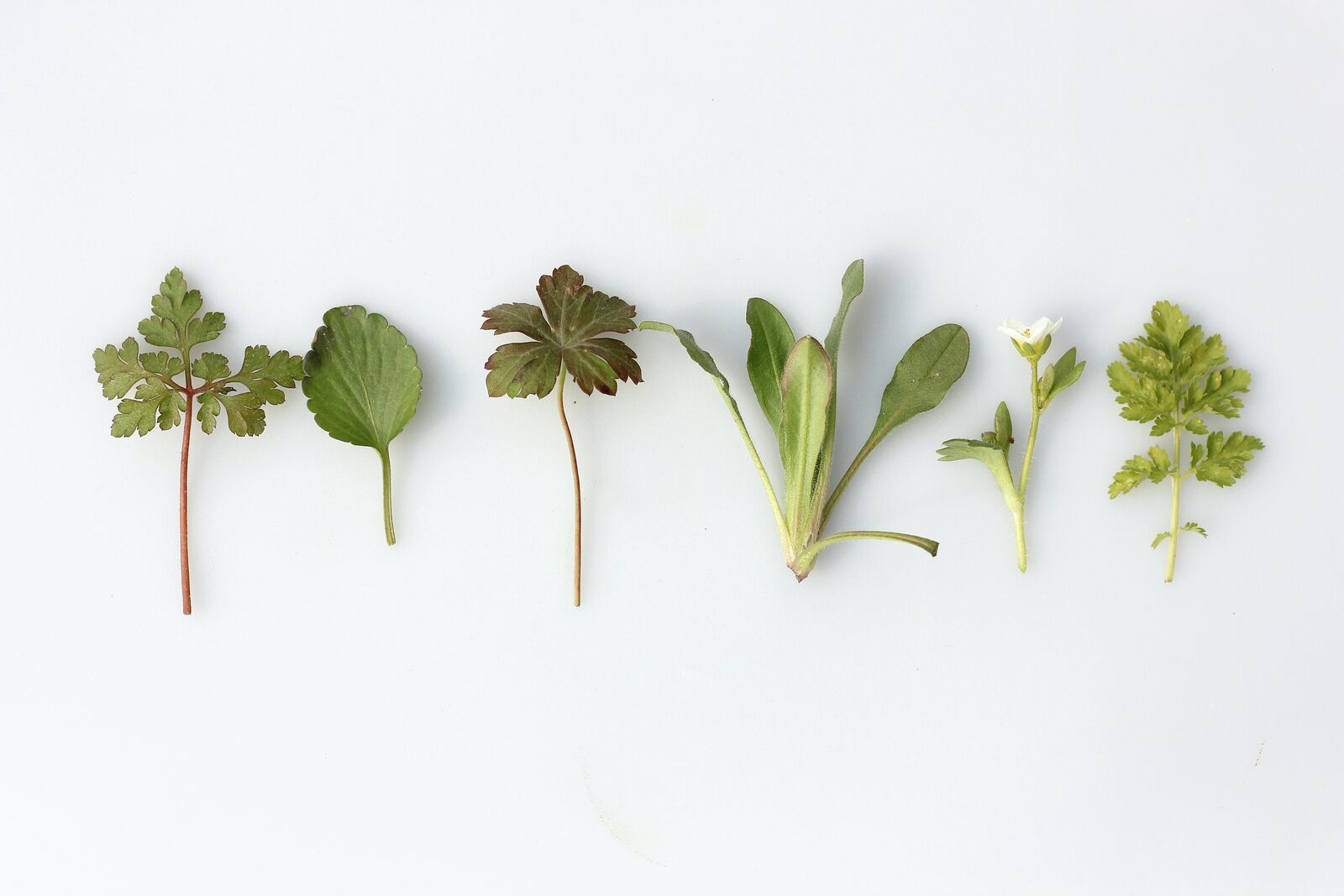 Native herbs for a mixed culture