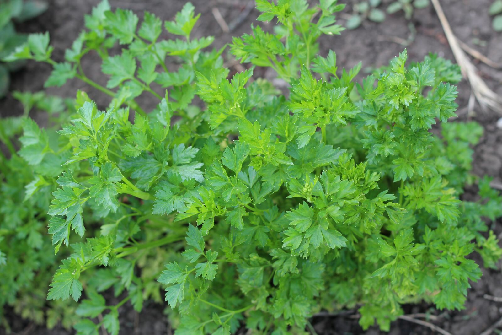 Parsley in the vegetable patch