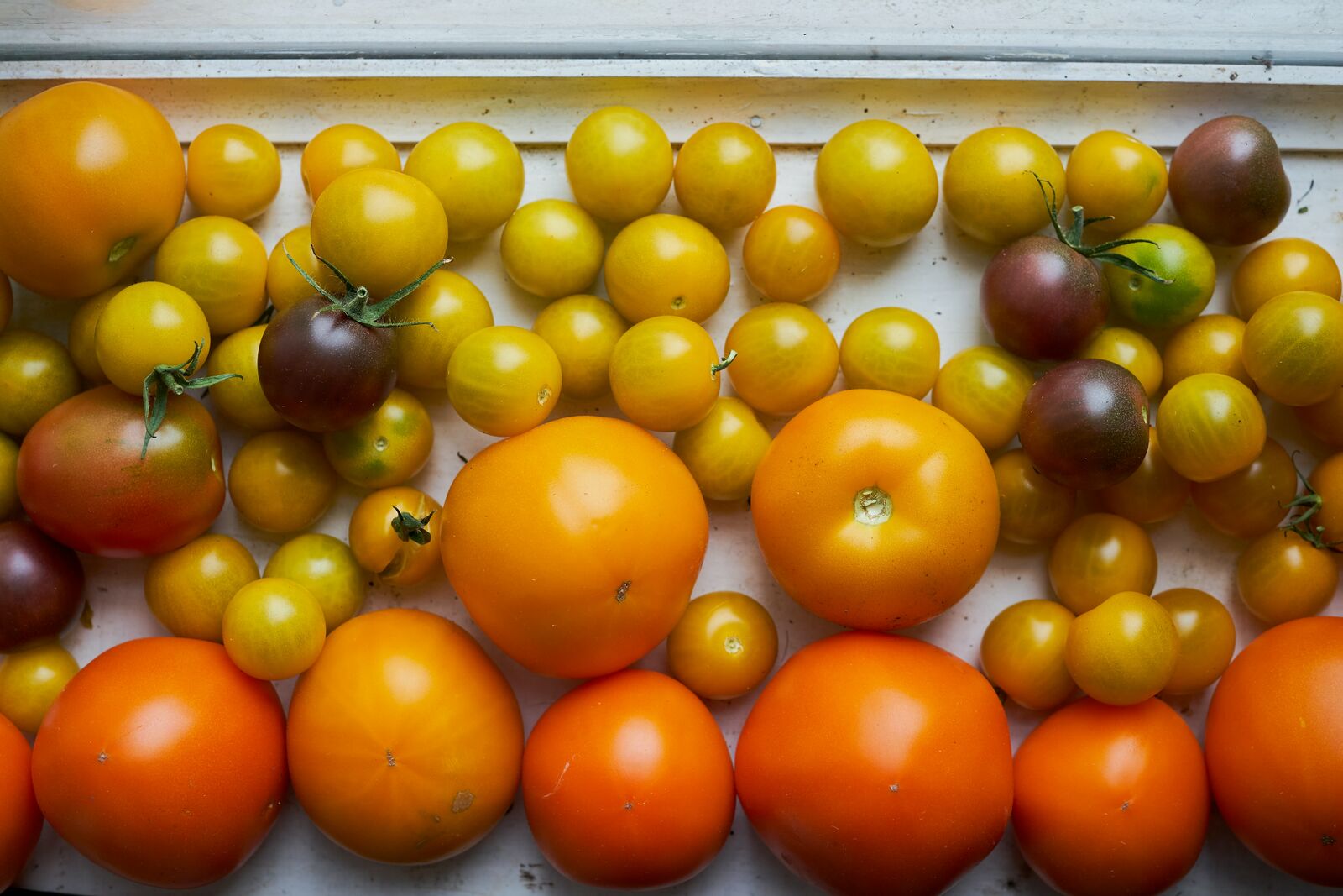 Tomatensorten auf einer Fensterbank