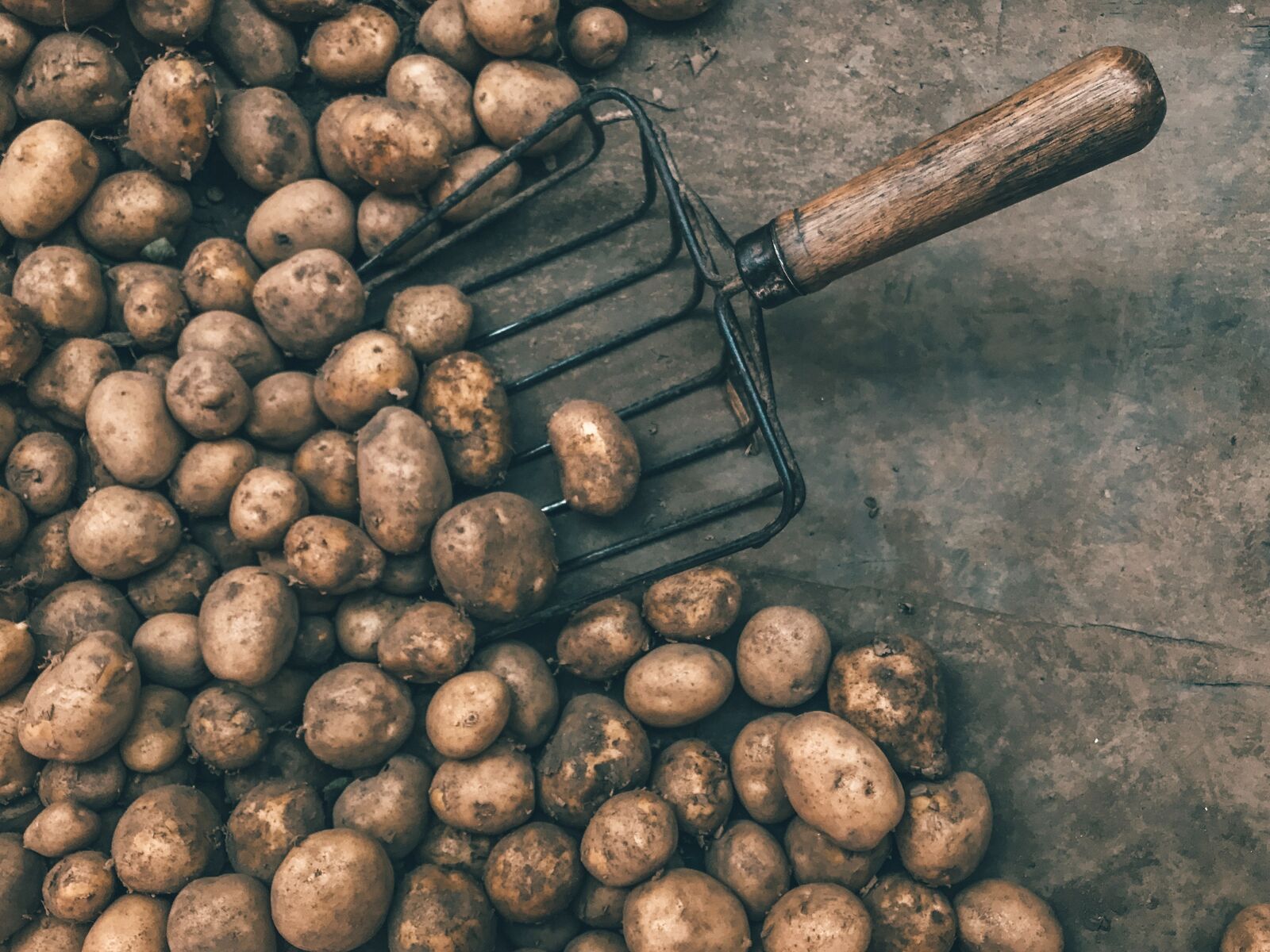 Kartoffeln gelagert