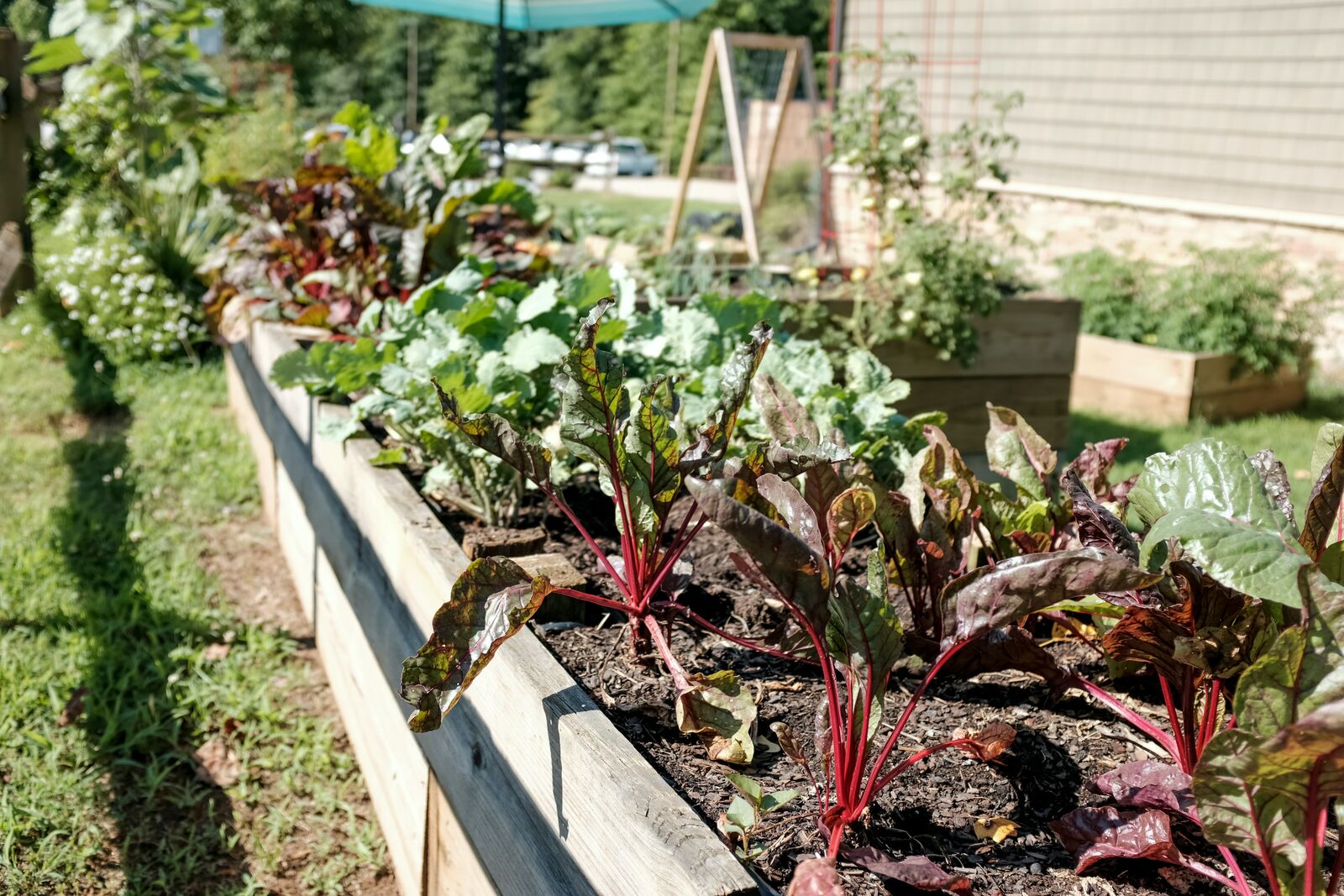 Mangold in a raised bed