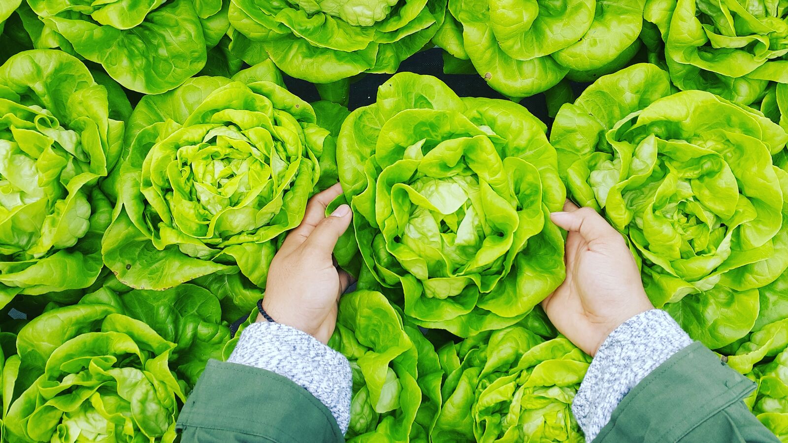 Salad is picked