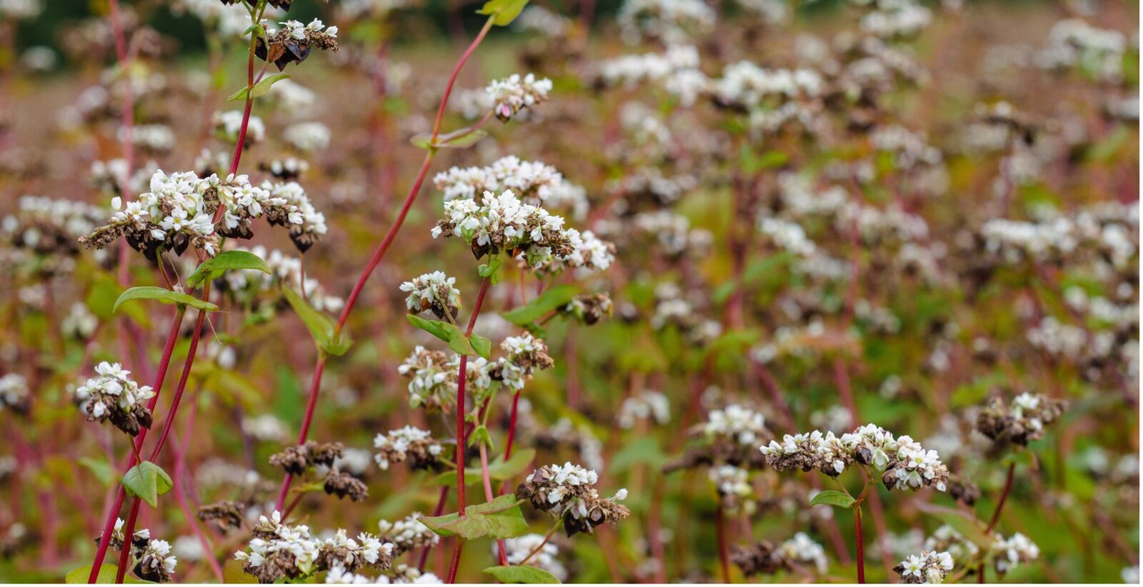 Buckwheat as green manure