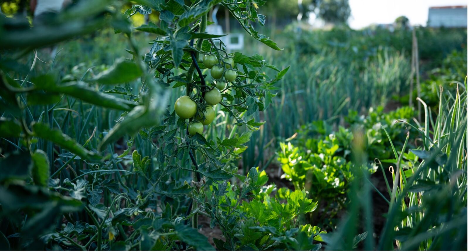 Tomaten als gute Nachbarn für Sellerie