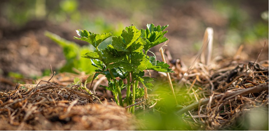 Planting celeriac