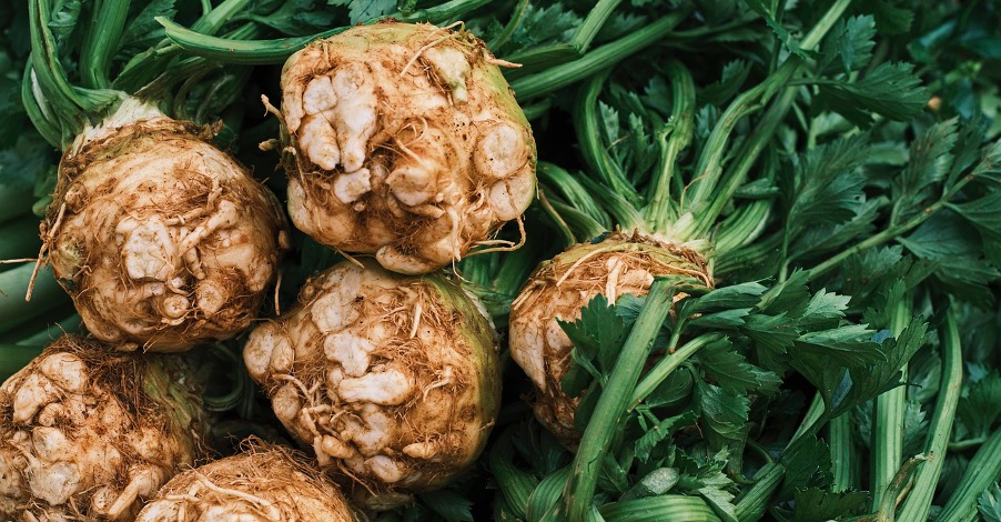 Harvesting and storing celeriac