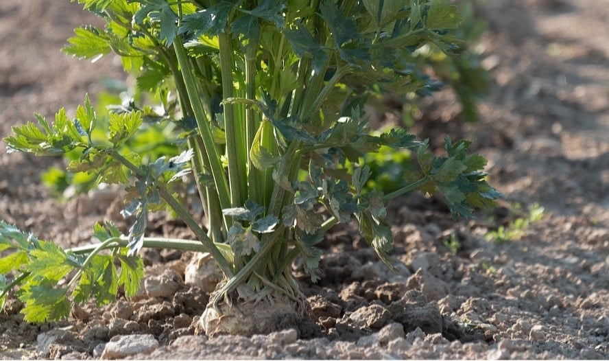 Growing celeriac