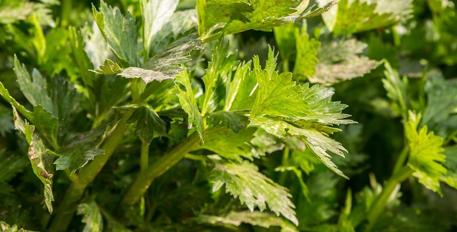 Growing cut celery and harvesting celery leaves